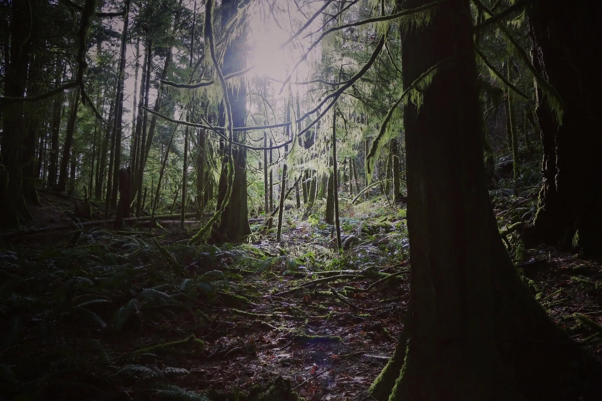 Morning light through an old-growth forest on Vancouver Island
