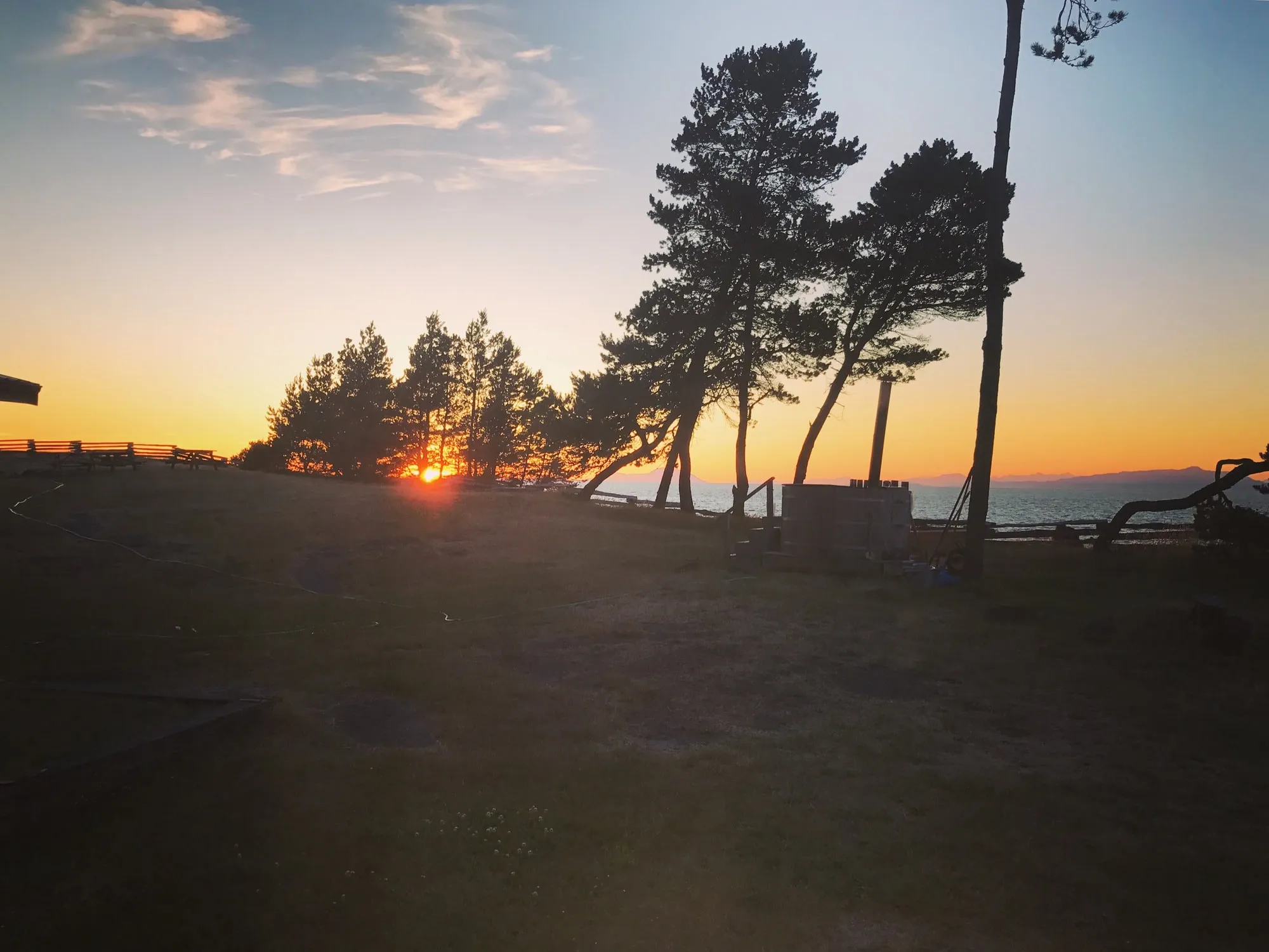 Sunset through windswept trees on the coast